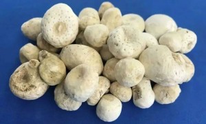 张家界荒野求生选手误食“天南星”：3秒之内毒性就发作，口腔如灼烧般剧烈不适