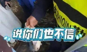 “猪鲤”要减肥！济南趵突泉设锦鲤减肥中心