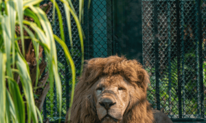 16岁“发型狮”阿杭退休！因齐刘海“一举成名”，它已陪伴我们10年