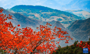 重庆巫山：初冬美景引客来